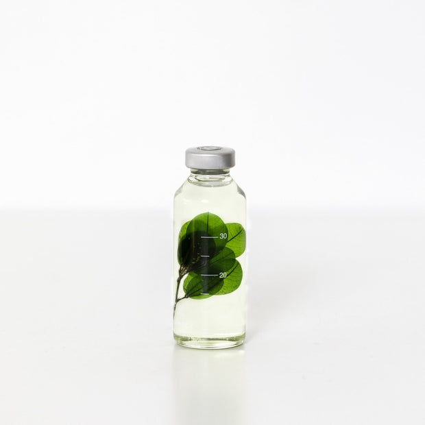 Plante en bouteille 30ml | Buxus microphylla