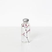 Plante en bouteille 30ml | Gypsophila elegans rouge - Slow Pharmacy