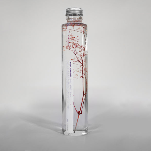 Plante en bouteille 200ml | Gypsophila elegans rouge - Slow Pharmacy