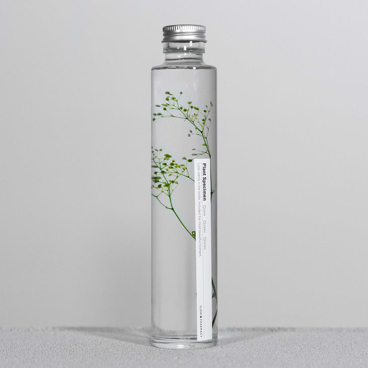 Plante en bouteille 200ml | Gypsophila elegans verte