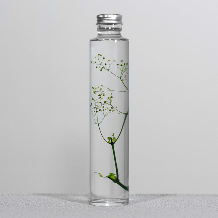 Plante en bouteille 200ml | Gypsophila elegans verte