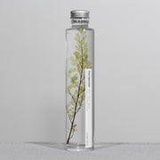 Plante en bouteille 200ml | Adiantum tenerum - Slow Pharmacy