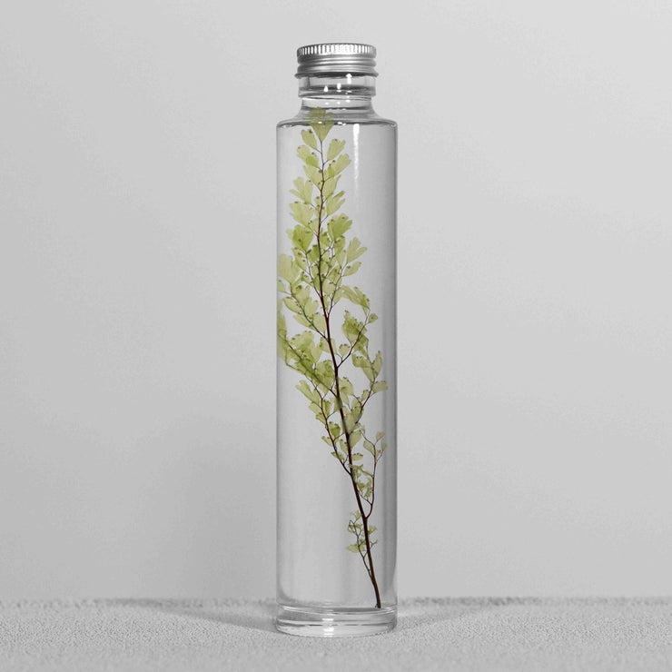 Plante en bouteille 200ml | Adiantum tenerum - Slow Pharmacy