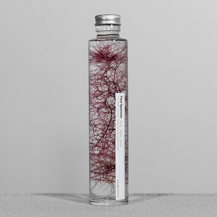 Plante en bouteille 200ml | Cotinus coggygria rouge