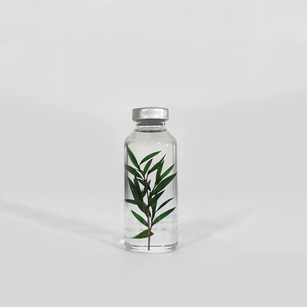 Bottle Plant / Melaleuca alternifolia / SPS_014