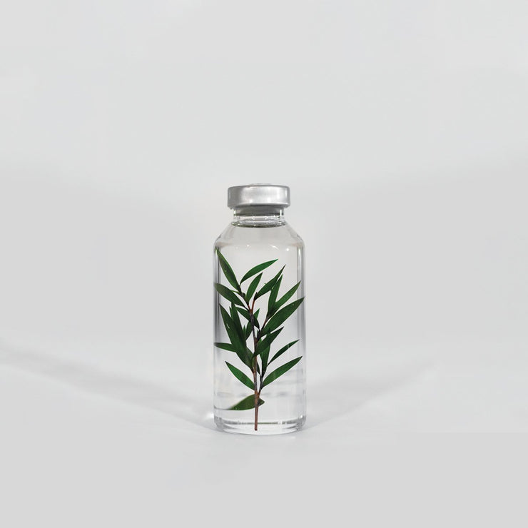 Bottle Plant / Melaleuca alternifolia / SPS_014