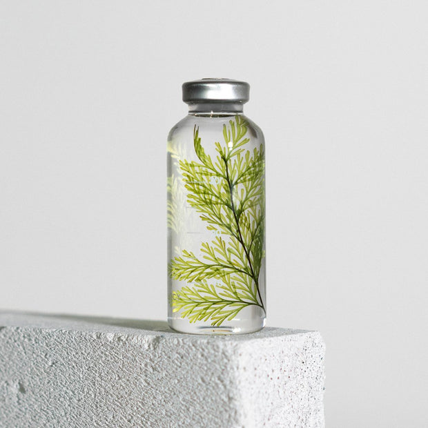 Bottle Plant 30ml | Tabaria fern